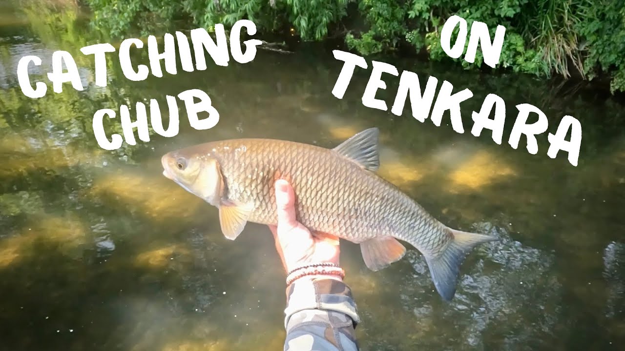 Catching chub on dragontail tenkara mizuchi