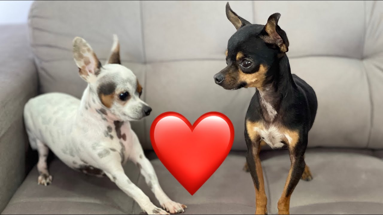 CADELA NO CIO, FÊMEA SE OFERECENDO PARA O MACHO | PINSCHER FILHOTES
