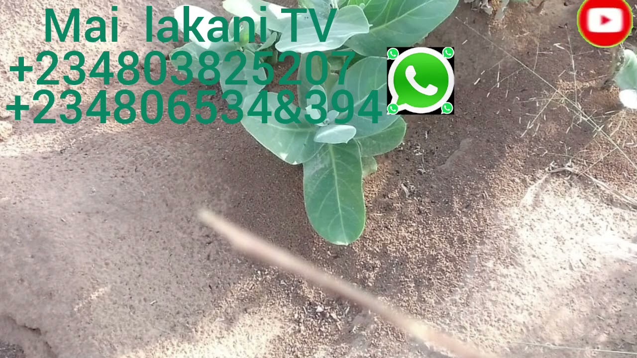 Ina masu neman gobe da nisa wanan sirrin Shine gobe da nisa 