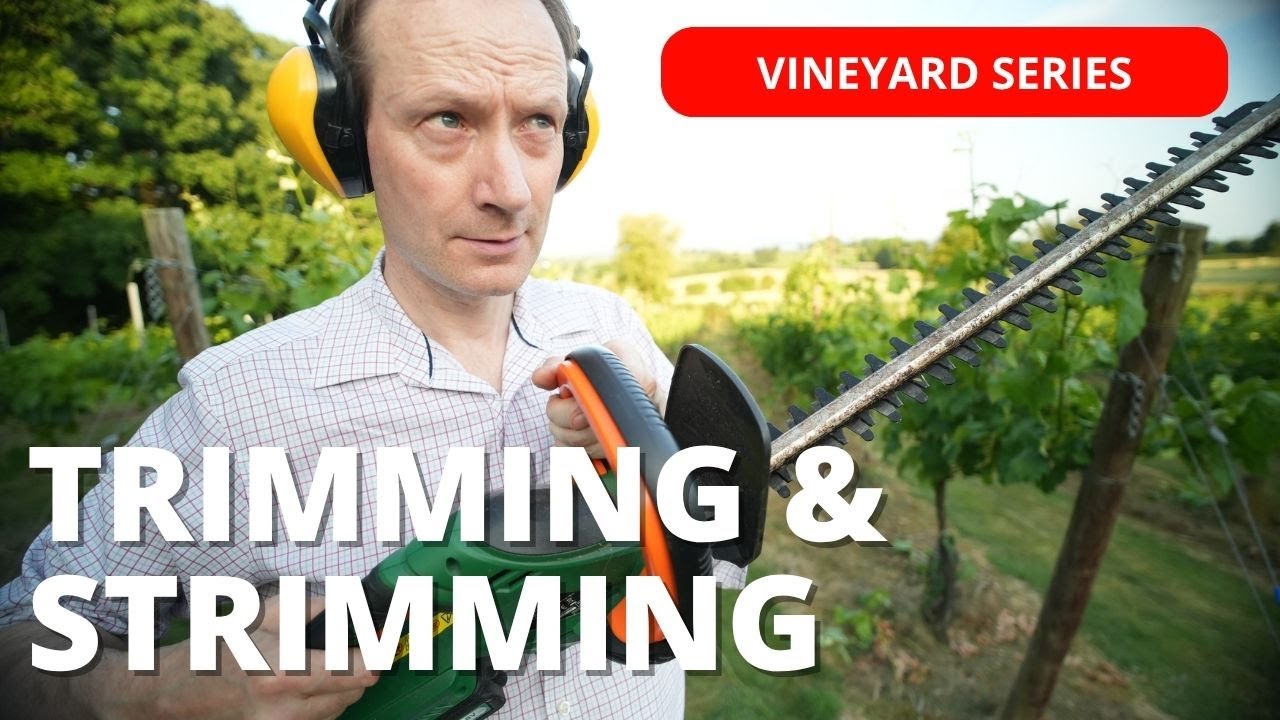 Trimming VINES into a Leaf Wall | on the HOTTEST day of the year.