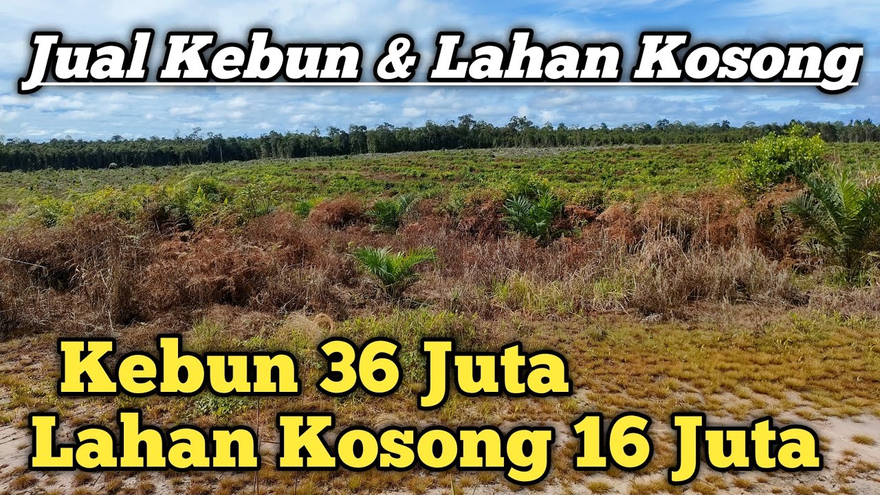 Jual Kebun Sawit & Tanah Kosong 👍👍 HAMPARAN LUAS