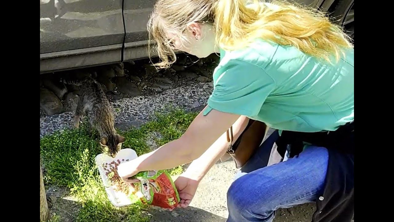 Feeding Street Cats In Tbilisi! Vol1#streetcats #catlove #catvideos #feedingstraycats #cat