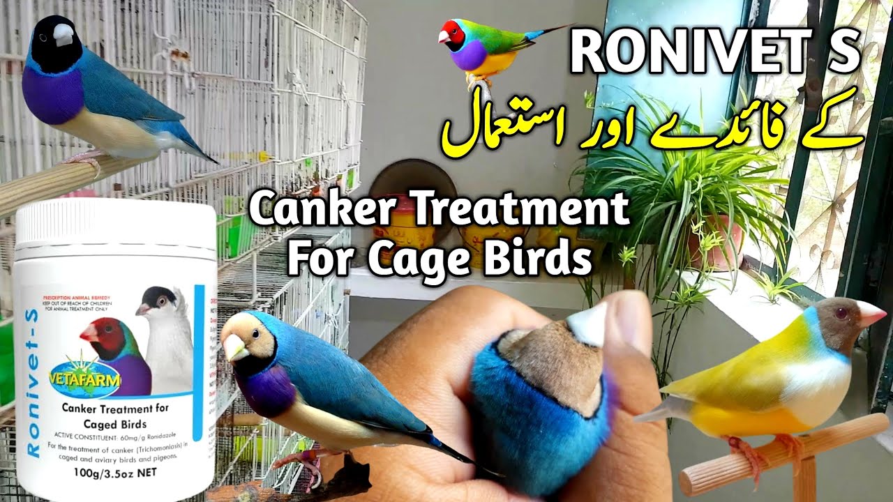 Ronivet ke Faiday || How To Use Ronivet S || Canker Treatment For Cage Birds