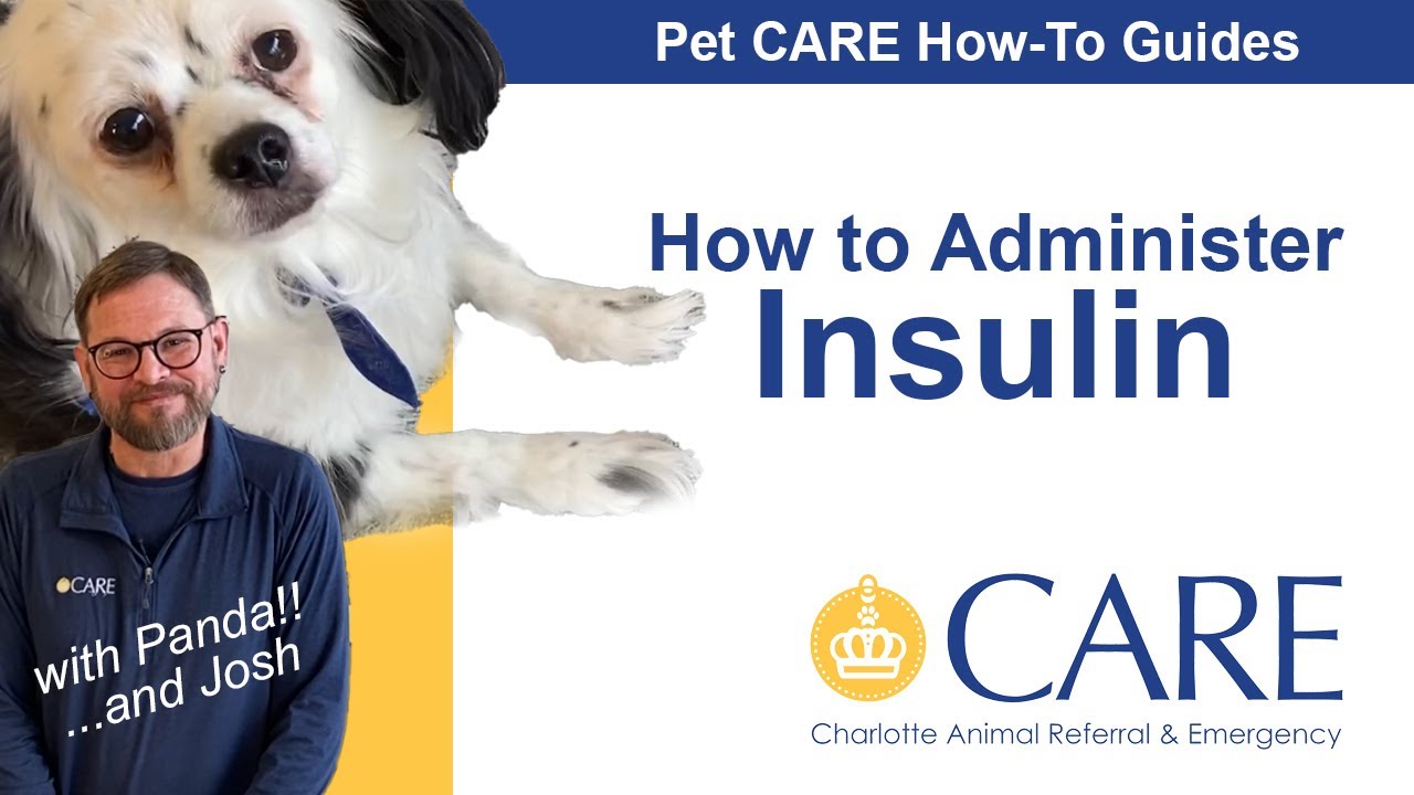 How to Give an Insulin Injection - Pet CARE How-to Guides