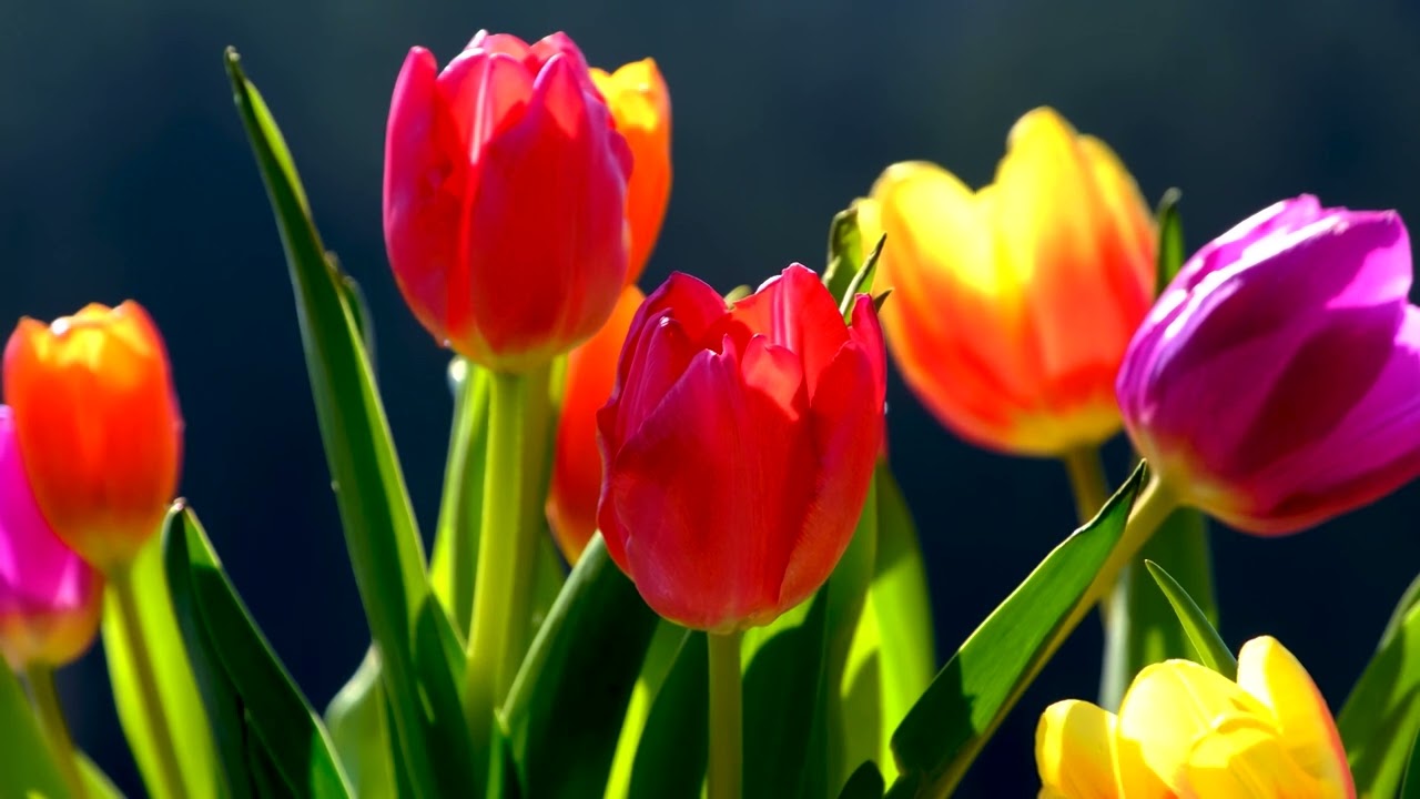 Johann Sebastian Bach 243 Esurientes midi Tags Separated By Comma Zen Tulip Flower