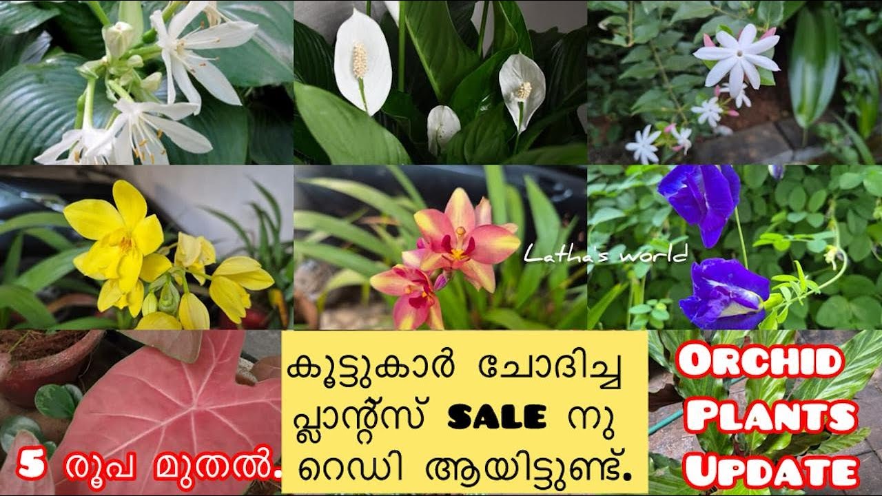 Indoor & outdoor plants for sale starting Rs.5 | low rate plants sale  malayalam l |ow care plants