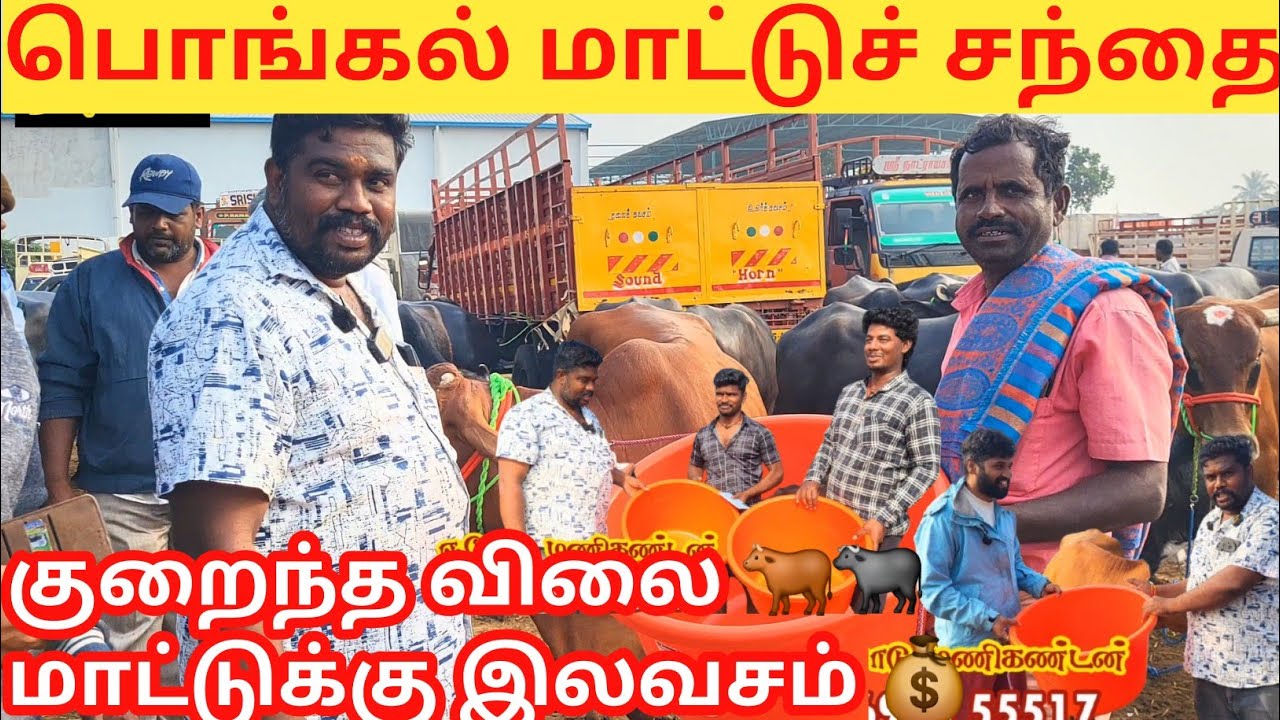கருங்கல்பாளையம் மாட்டுச்சந்தை பொங்கலை முன்னிட்டு மாடு வாங்கியருக்கும் தீவனக் கூட இலவசம் #free #gift 