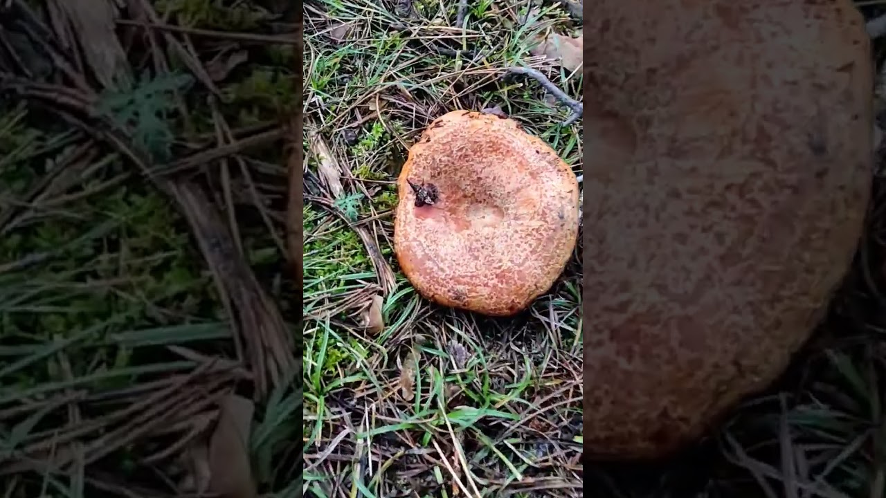 &iexcl;&iexcl;N&Iacute;SCALOS XXL en ENERO!!🍄(21-01-2023)#mushroom