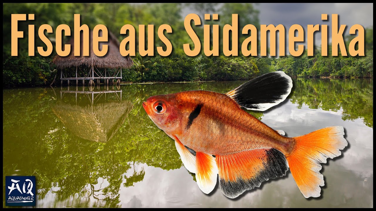 Fische aus Südamerika für dein Aquarium | AquaOwner