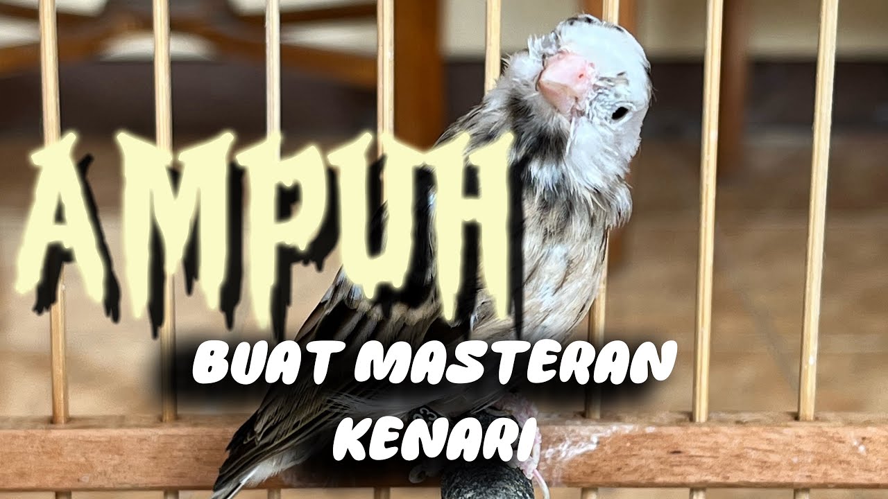 BLACKTHROAT GACOR AMPUH BUAT MASTERAN PAUD KENARI