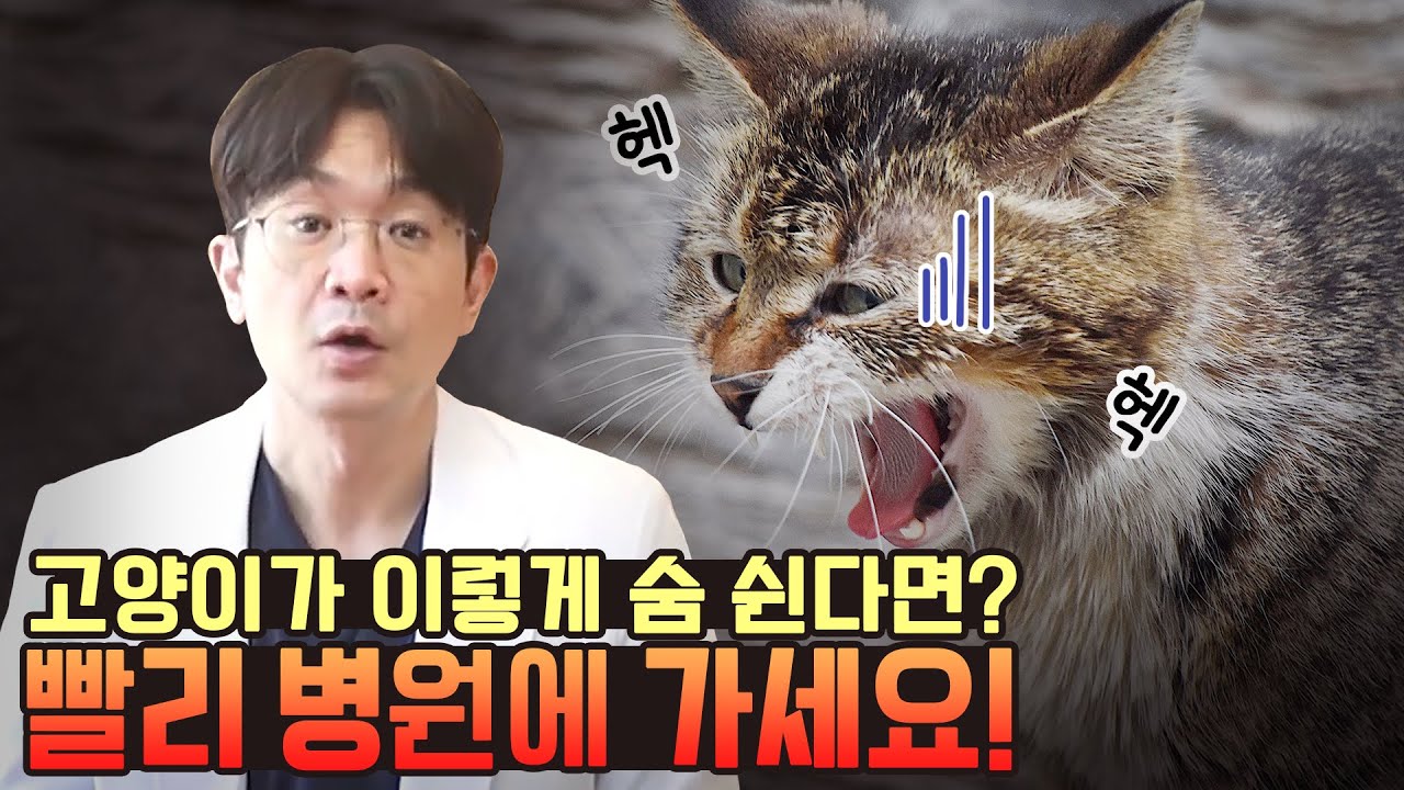 고양이가 입을벌리고 숨을 쉰다면 위험합니다.