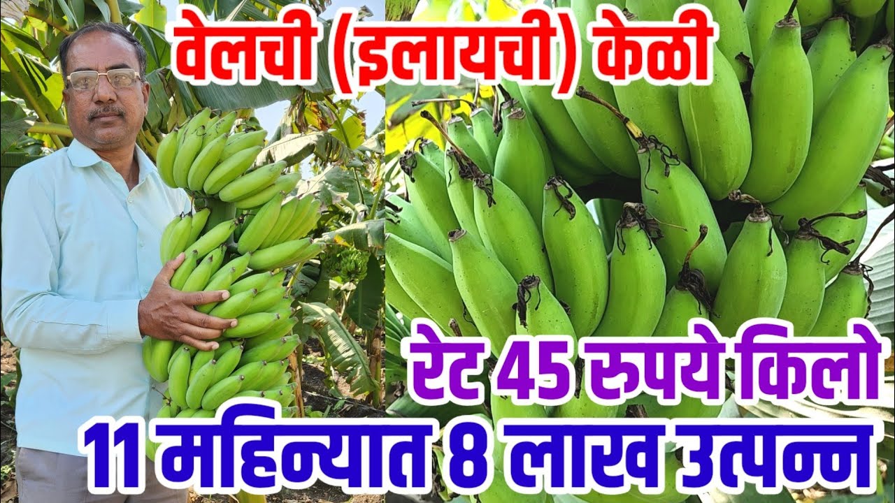 वेलची(इलायची)केळी,2 एकरात 8 लाख उत्पन्न,रेट 45 रुपये किलो #ilchi banana #lichi keli|vision varta
