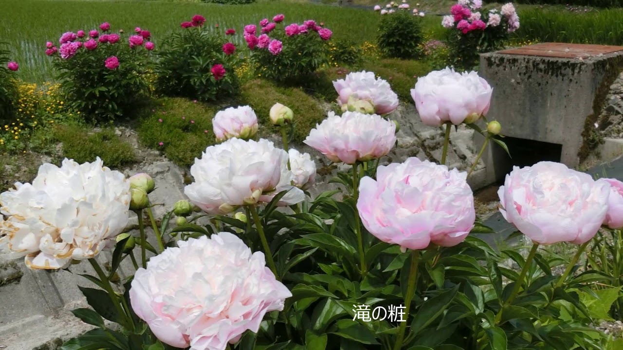 古民家でガーデニング2018年・  2019年牡丹と芍薬  Peony Garden life