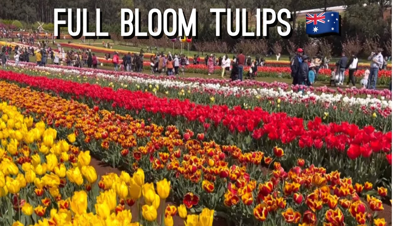 TESSELAAR TULIPS FESTIVAL - FULL BLOOM