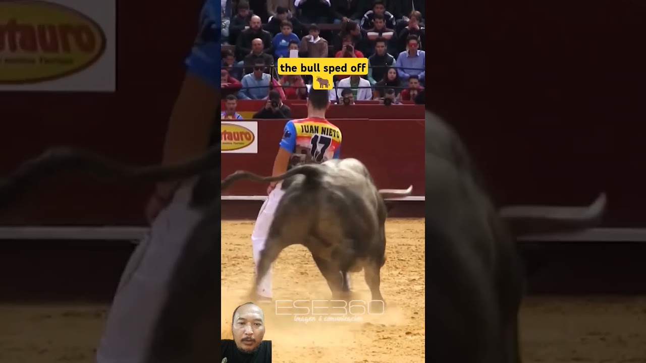 byk ruszył z kopyta #byk #toros #toro #toropasion #torospopulares #eltoro
