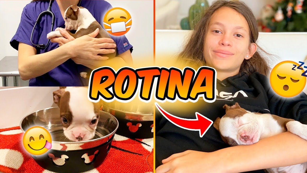 ROTINA DA NOSSA CACHORRINHA - ELA FOI TOMAR VACINA