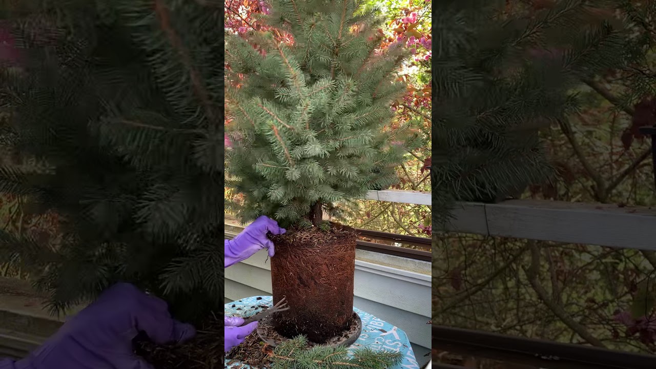 Christmas tree (Colorado blue spruce) to bonsai, Part 1