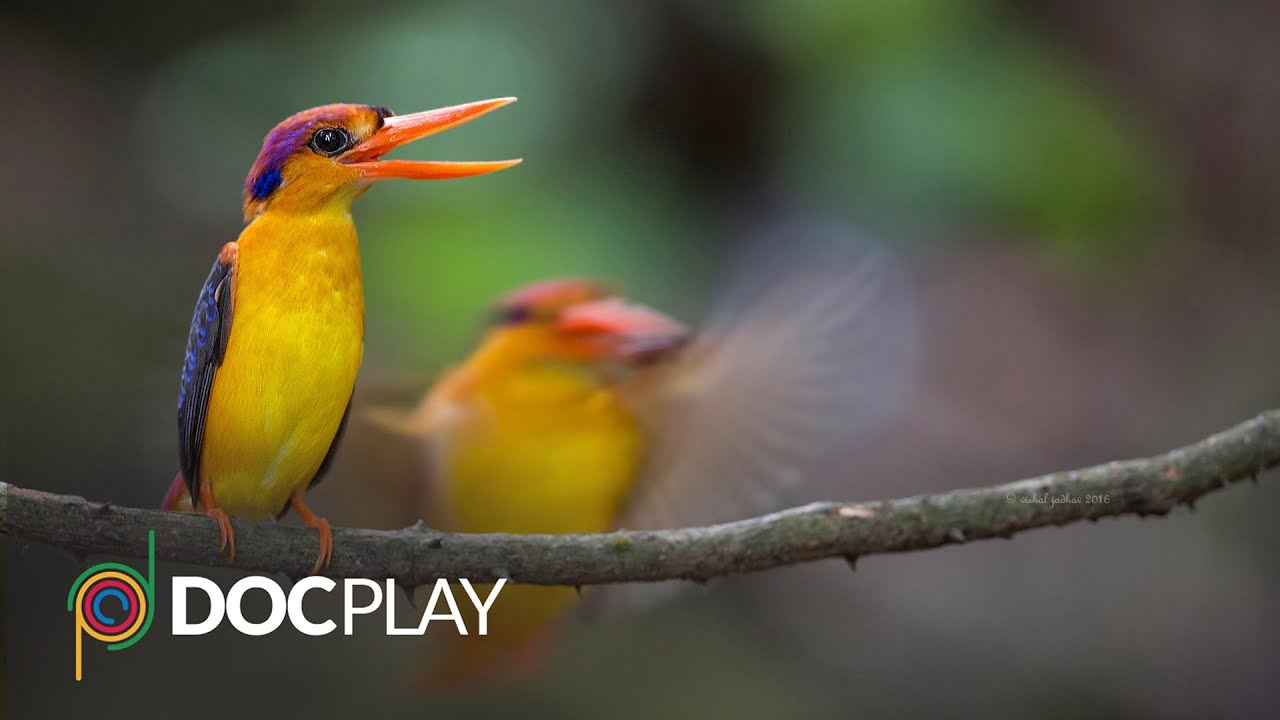 Flying Rainbow | Official Trailer | DocPlay