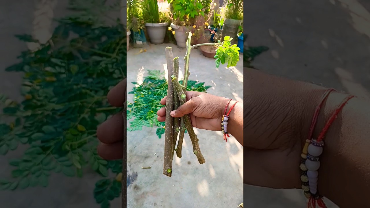 Moringa plant cutting || Drumsticks propagation Sehjan #shorts #youtubeshorts