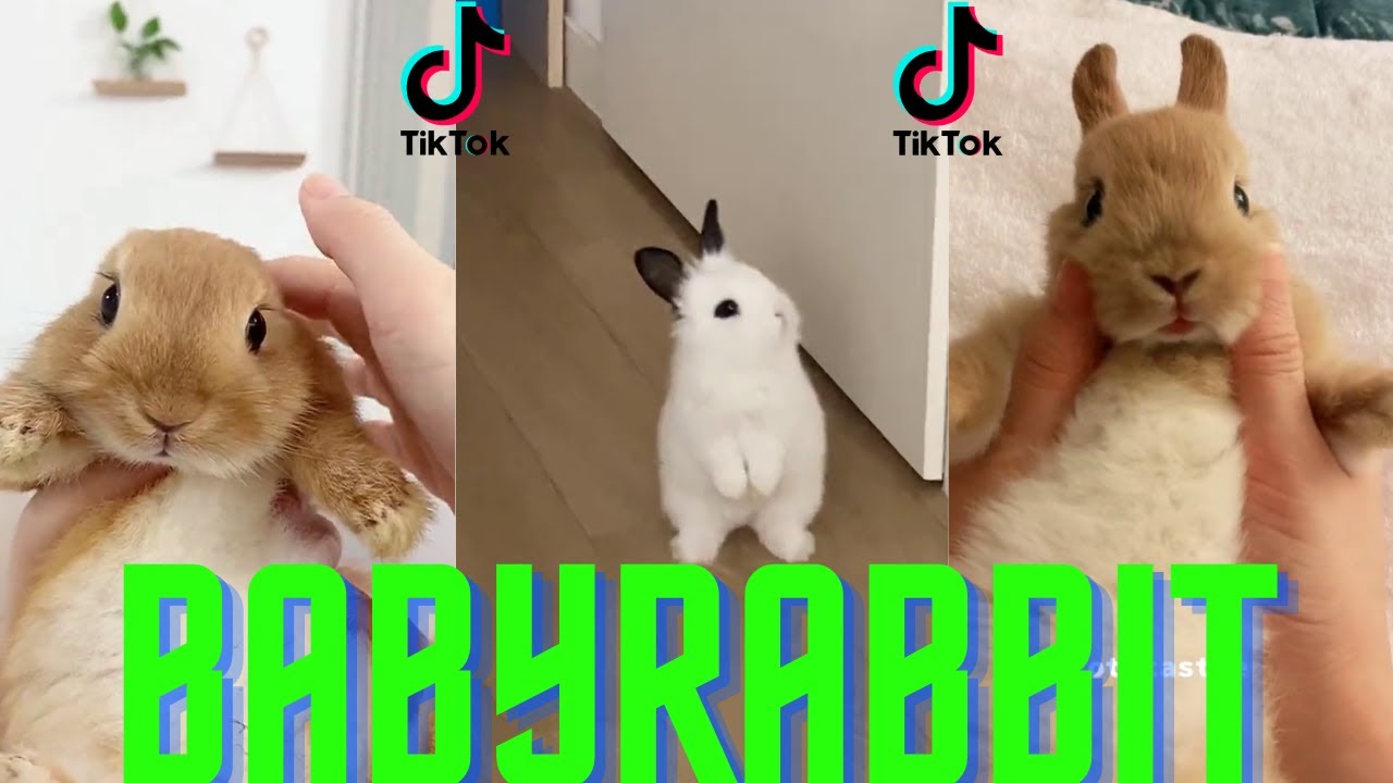 COMPILATION DES VID&Eacute;OS TROP MIGNONNE DE LAPIN TIKTOK  ( babyrabbit )