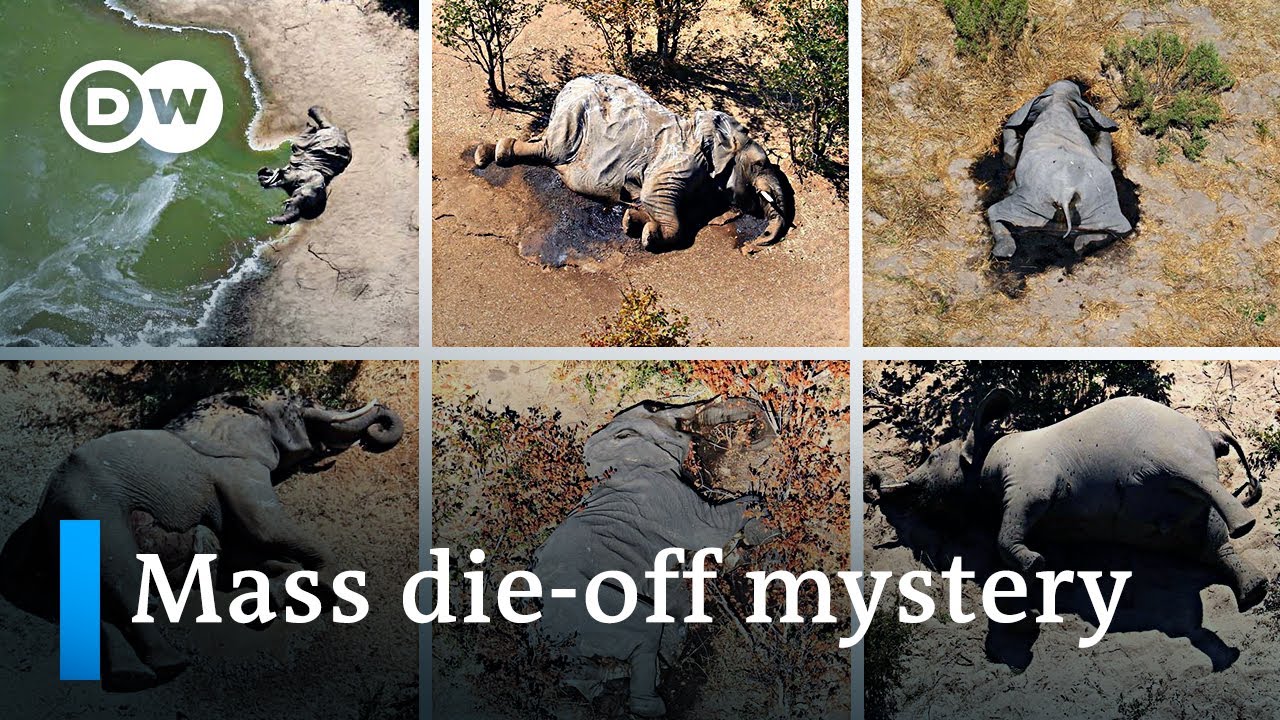 Hundreds of elephants die mysteriously in Botswana&rsquo;s Okavango Delta | DW News