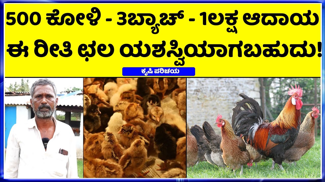 Mysore nati koli farm || ಸಣ್ಣ ರೈತನ ಕೈ ಹಿಡಿದ ಮೈಸೂರು ನಾಟಿ ಕೋಳಿ ಸಾಕಾಣಿಕೆ ||