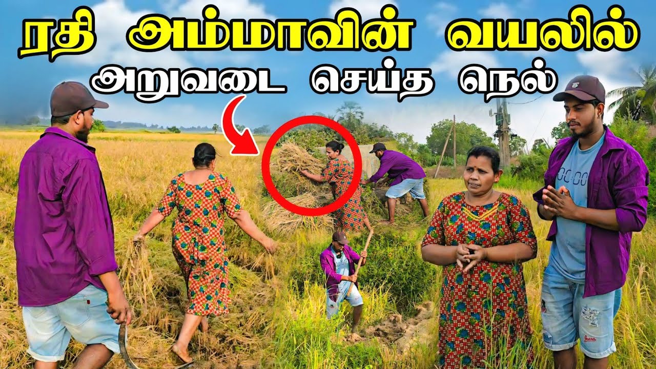 ரதி அம்மாவின் வயல் அறுவடை🥰 | லாபமா நஷ்டமா |  புது வருடத்தில் புதிய நெல் வீட்டுக்கு வந்துருக்கு