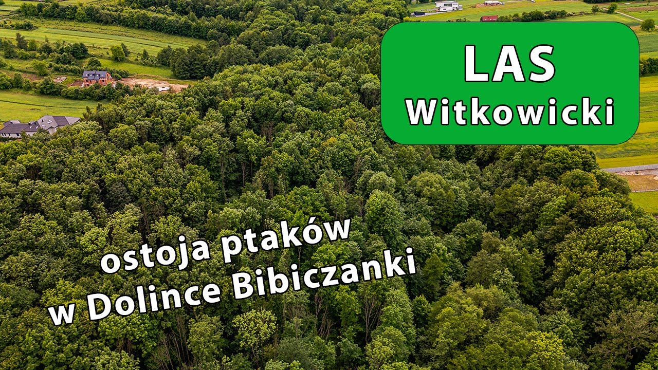 Las Witkowicki - Ostoja ptaków w Dolince Bibiczanki