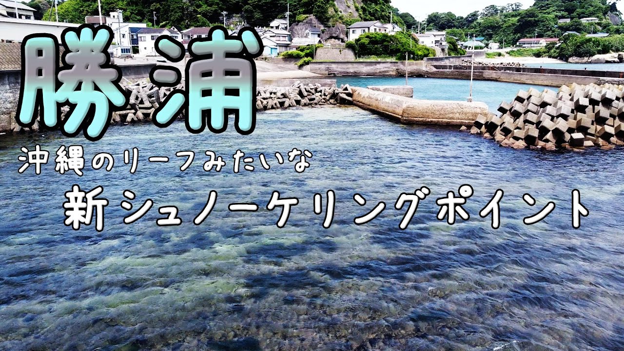 【勝浦】新スポット見つけたよ【シュノーケル】