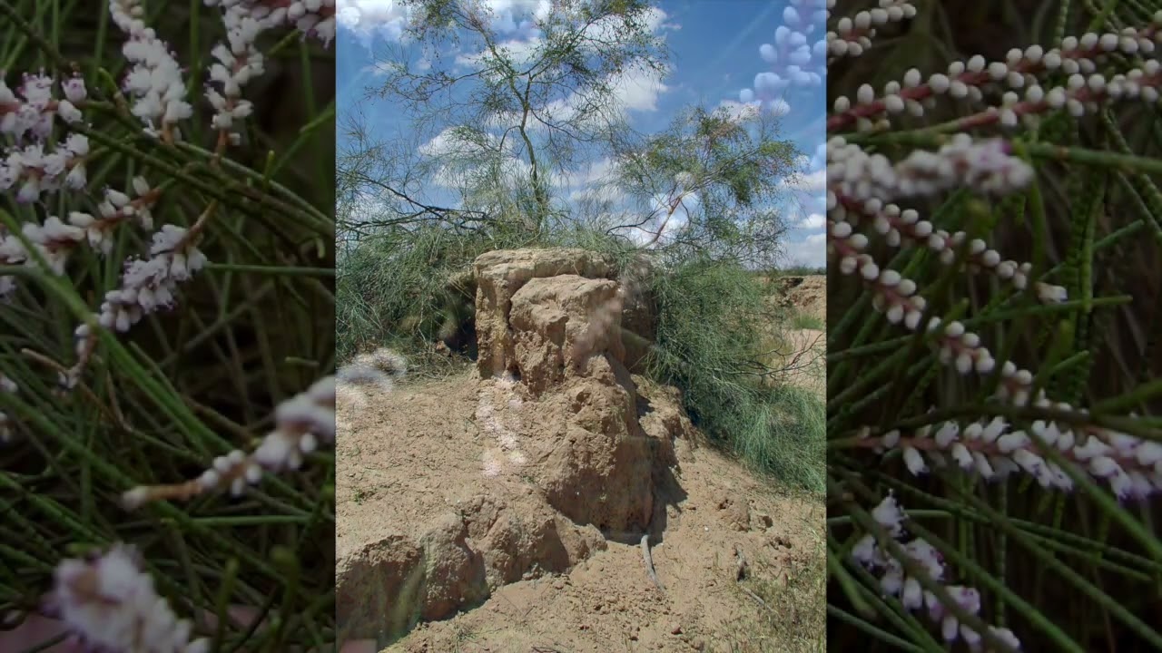 Trees of Life: Tamarisk Tree