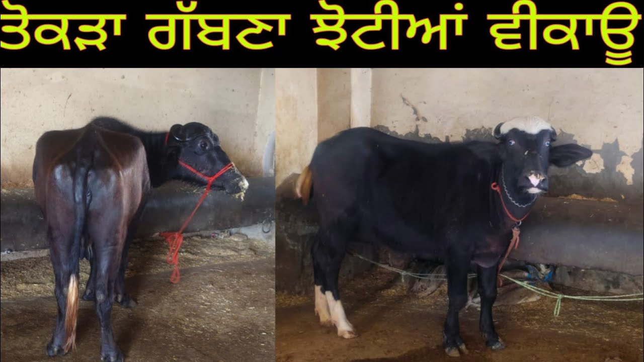 ਫੋਨ 9914460561 ਵੀਰ ਕੋਲ ਤੋਕੜ ਗੱਬਣ ਝੋਟੀਆ 