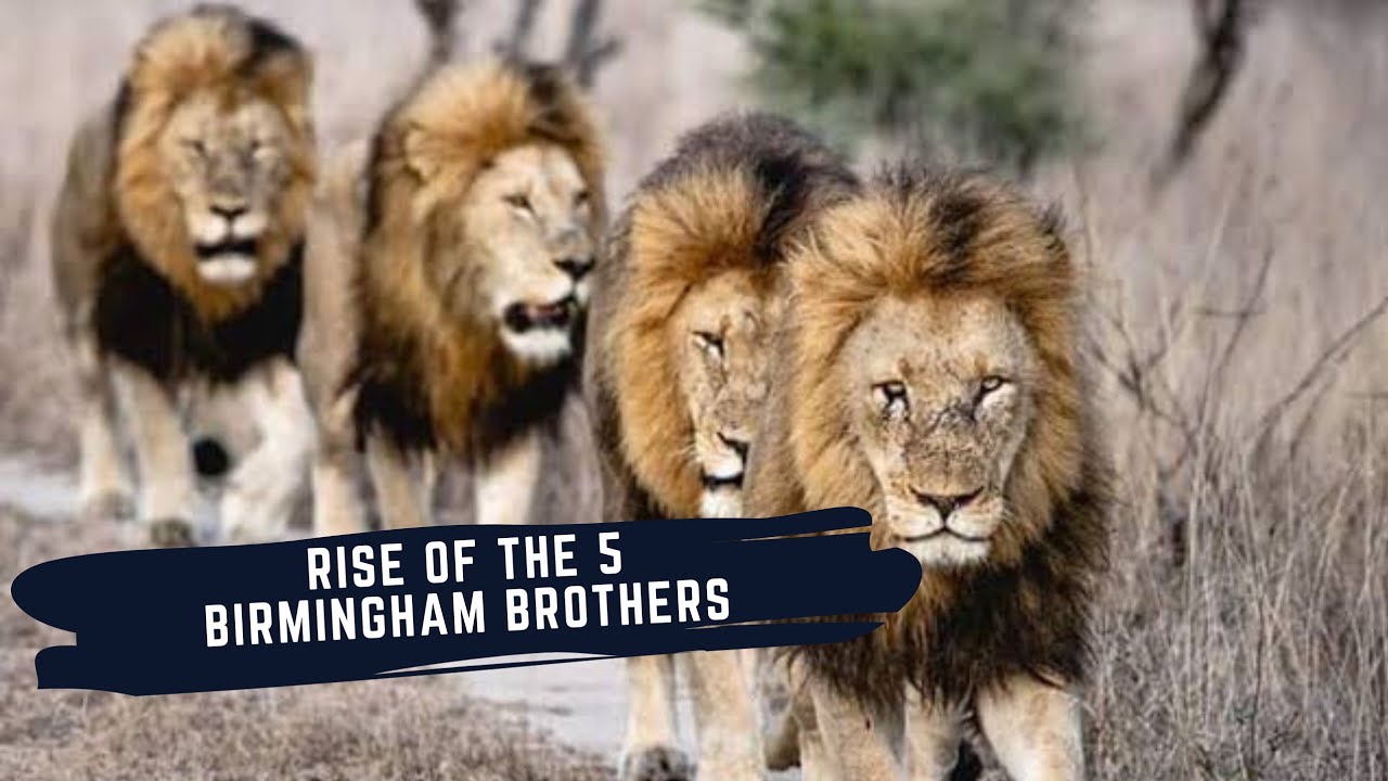 THE STORY OF THE BIRMINGHAM MALE LIONS - KINGS OF SABI SANDS GAME RESERVE