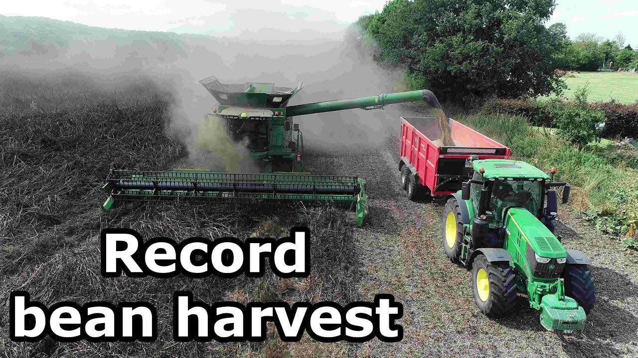 Record bean harvest Ep_257
