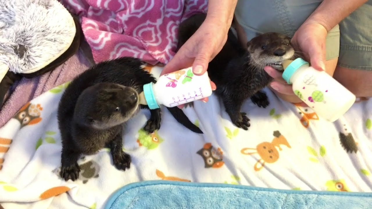Abe the Otter's Rehab Update