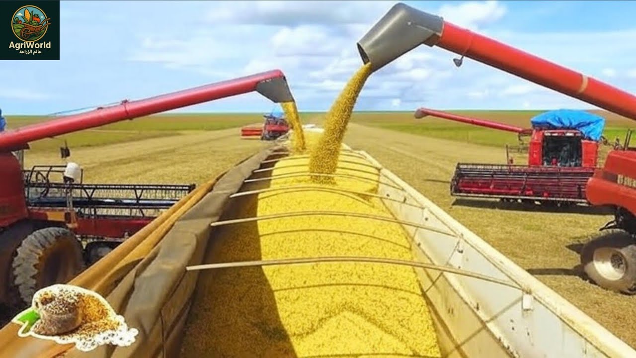 في دقيقتين فقط زراعة و حصاد فول الصويا  | Soybean Harvesting