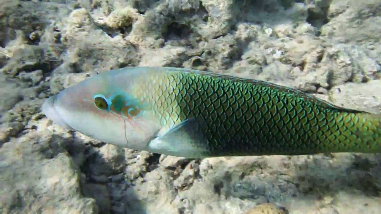 ГУБАНЫ : halichoeres hortulanus; Hemigymnus melapterus.DSCF0211
