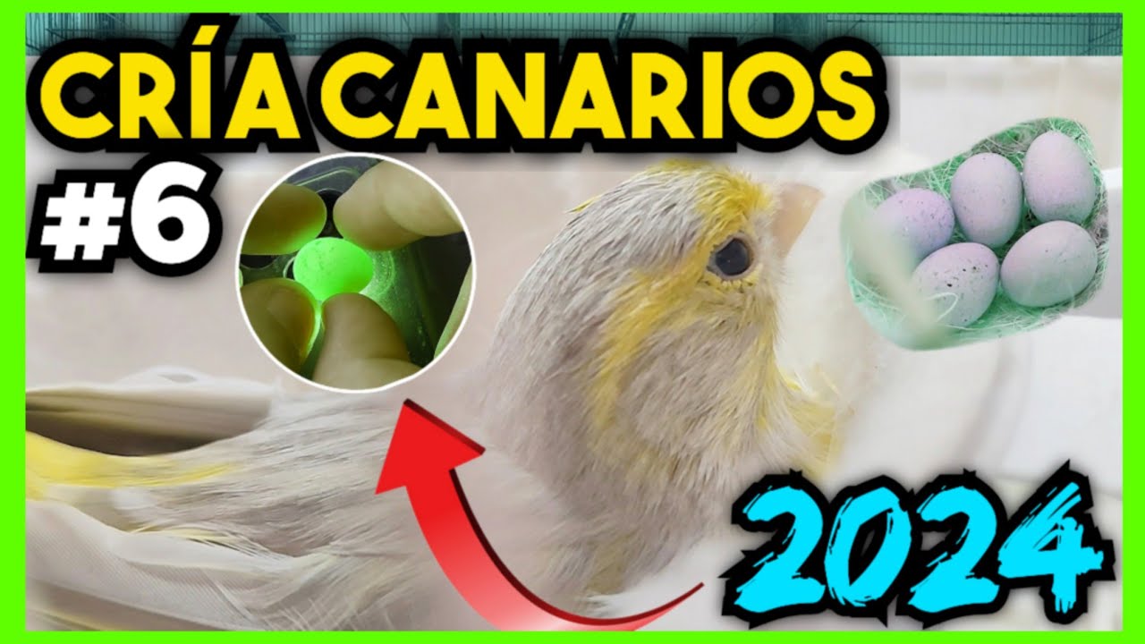 #6 CRÍA CANARIOS 2024 | Separo pareja - Vemos que huevos están 