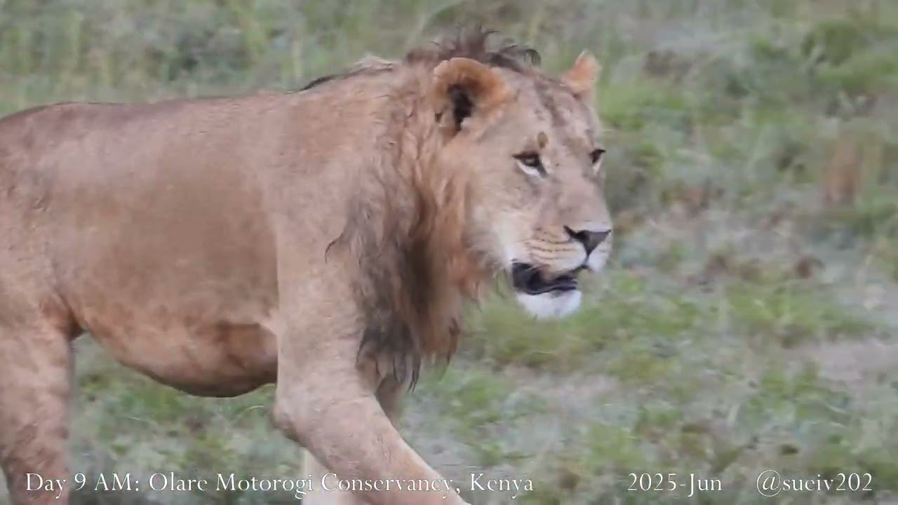 Enkuyanai lion pride exiles - part 29 - Charlie tries to keep up
