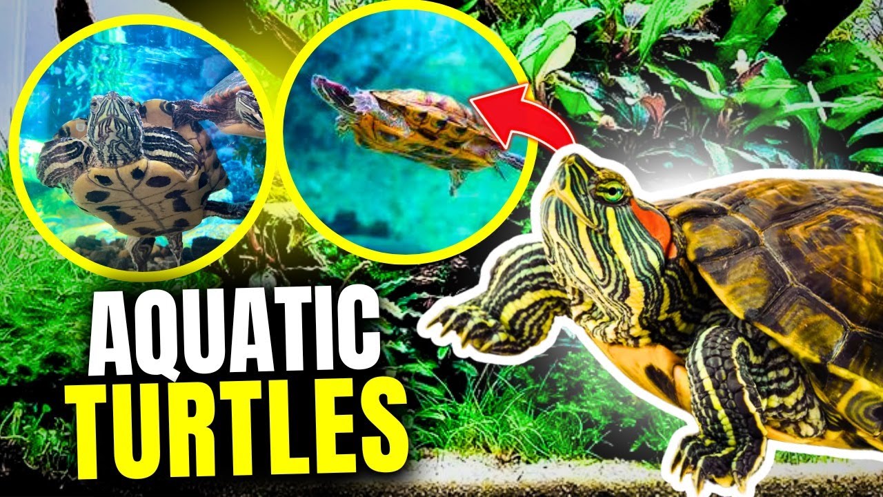 15 Best Aquatic Turtles (For Your Aquarium)