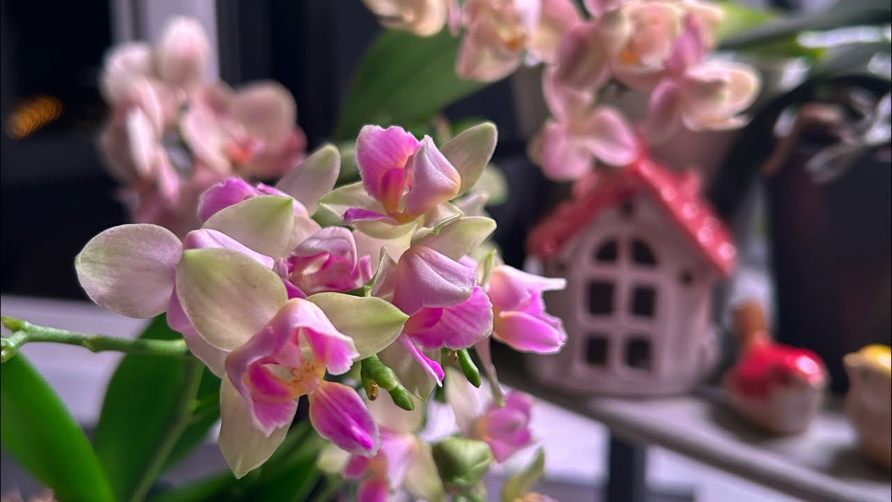Мои обновочки 🥰 ОРХИДЕИ на кухонном СтЕлЛаЖе