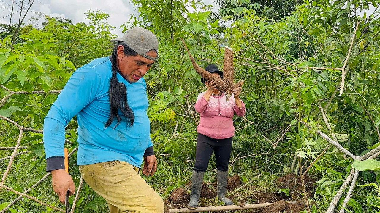 Se nos olvido sacar estas yucas  y ya se habian estado dañando