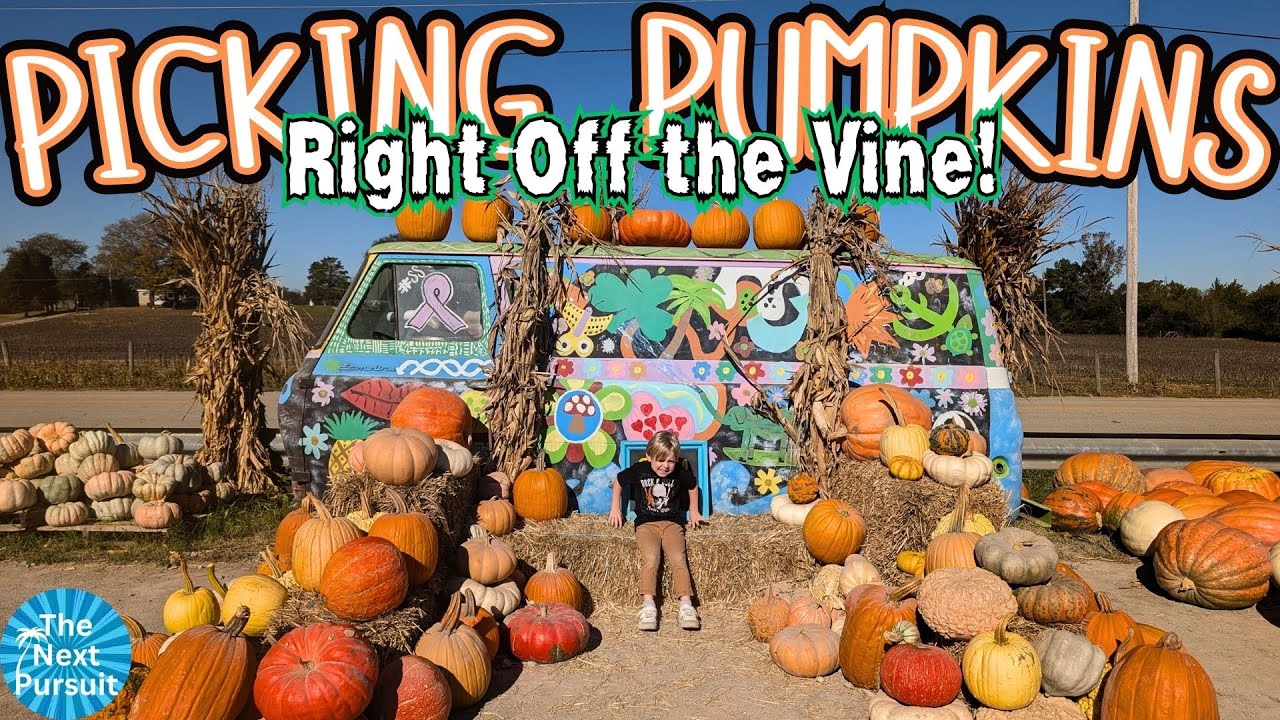 We pulled our pumpkins right off the vine at a local pumpkin patch Smith Perry Berries in Tennessee.
