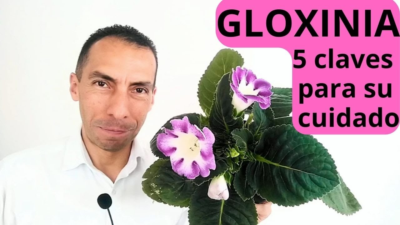 GLOXINIA, 5 claves sencillas para su cuidado