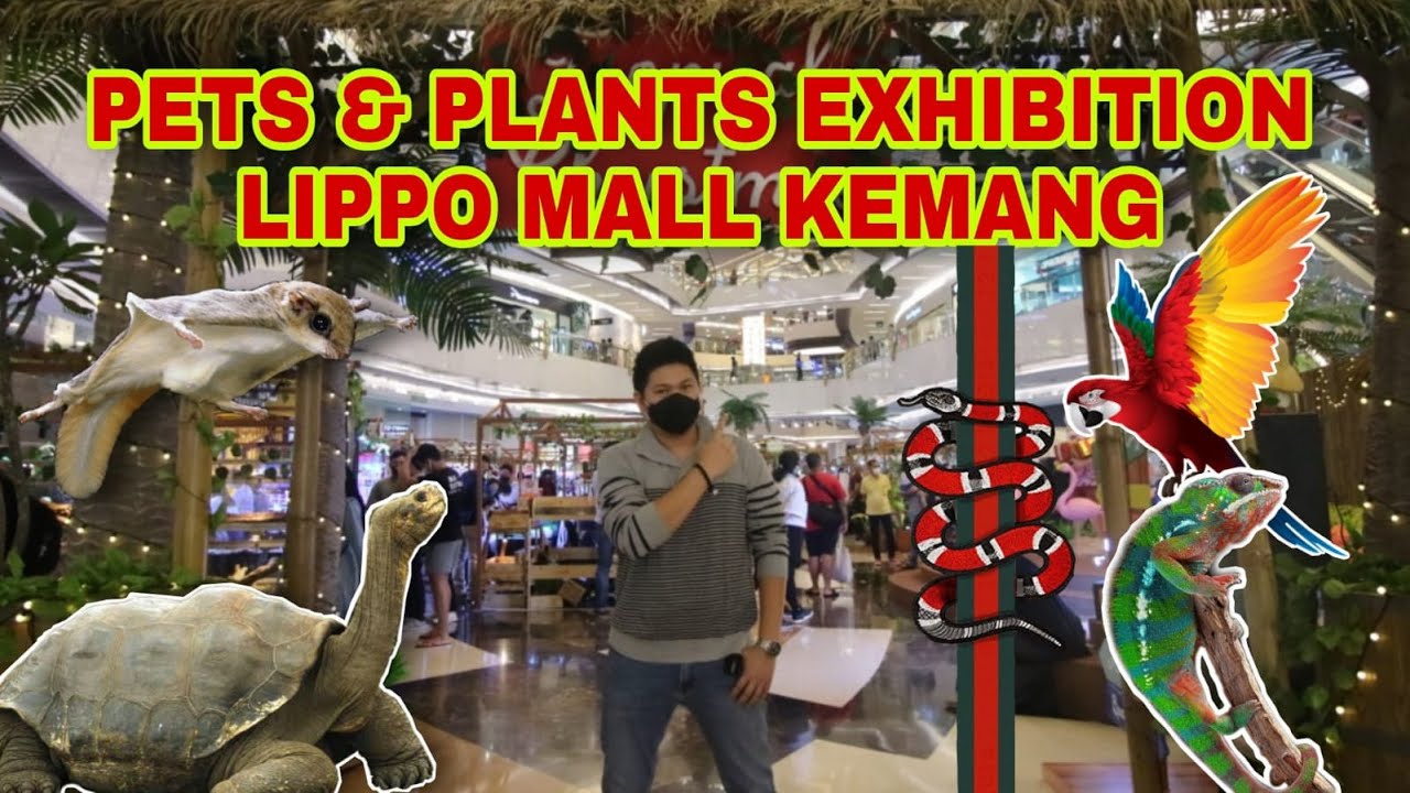 JAJAN REPTIL PAKE BONUS AKHIR TAHUN | PETS AND PLANTS DAY VOLUME 3
