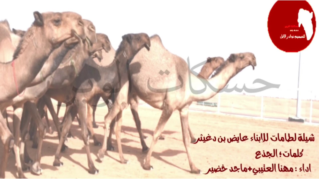 ملكتني ملك لطامات للنخبة كلمات الجذع اداء مهنا العتيبي + ماجد خضير