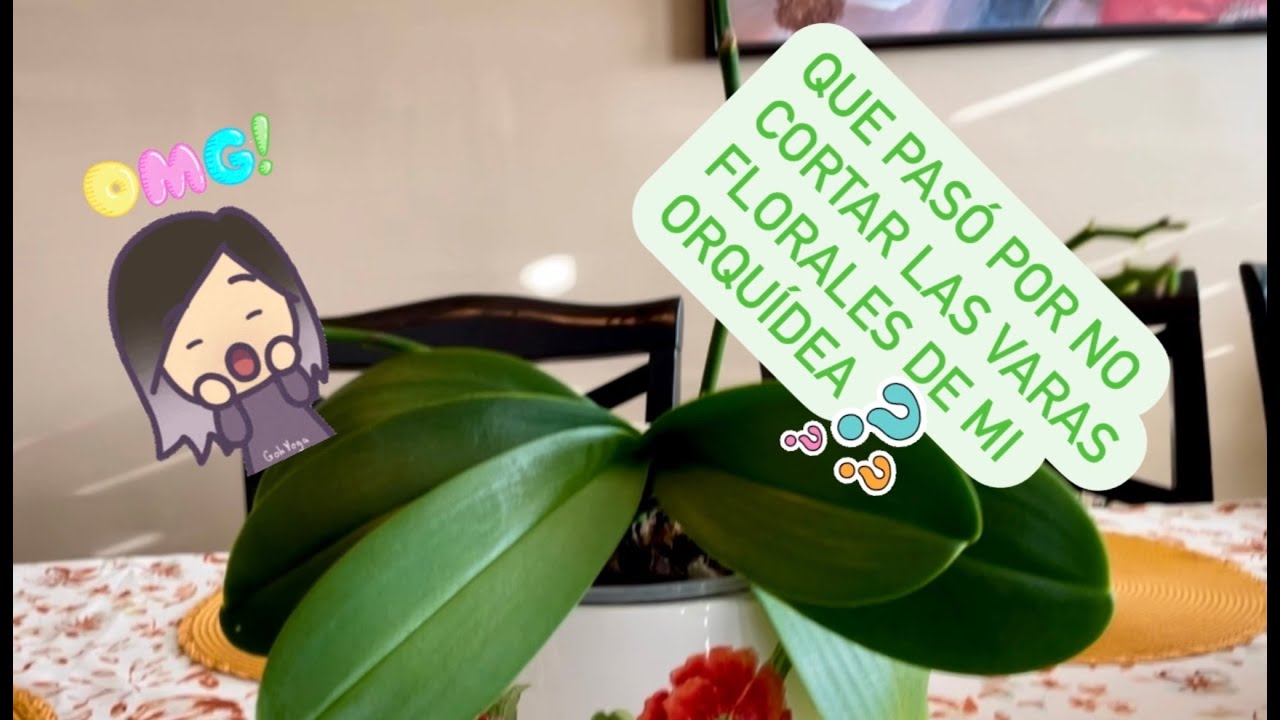 ✅Que Pasó por no Cortar las Varas Florales de mi Orquídea Phalaenopis⁉️🌱🙋🏻‍♀️