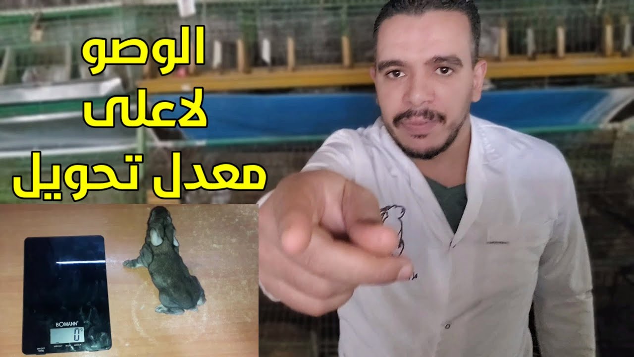 اسباب عدم التحويل والتسمين في المزرعة وطريقة الوصول لاعلى معدل تحويل