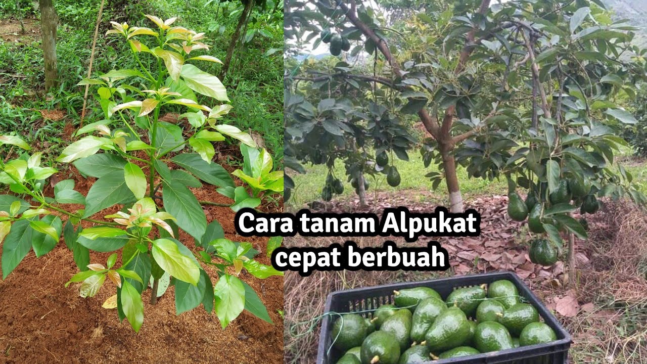 Cara menanam alpukat agar cepat berbuah & tumbuh subur
