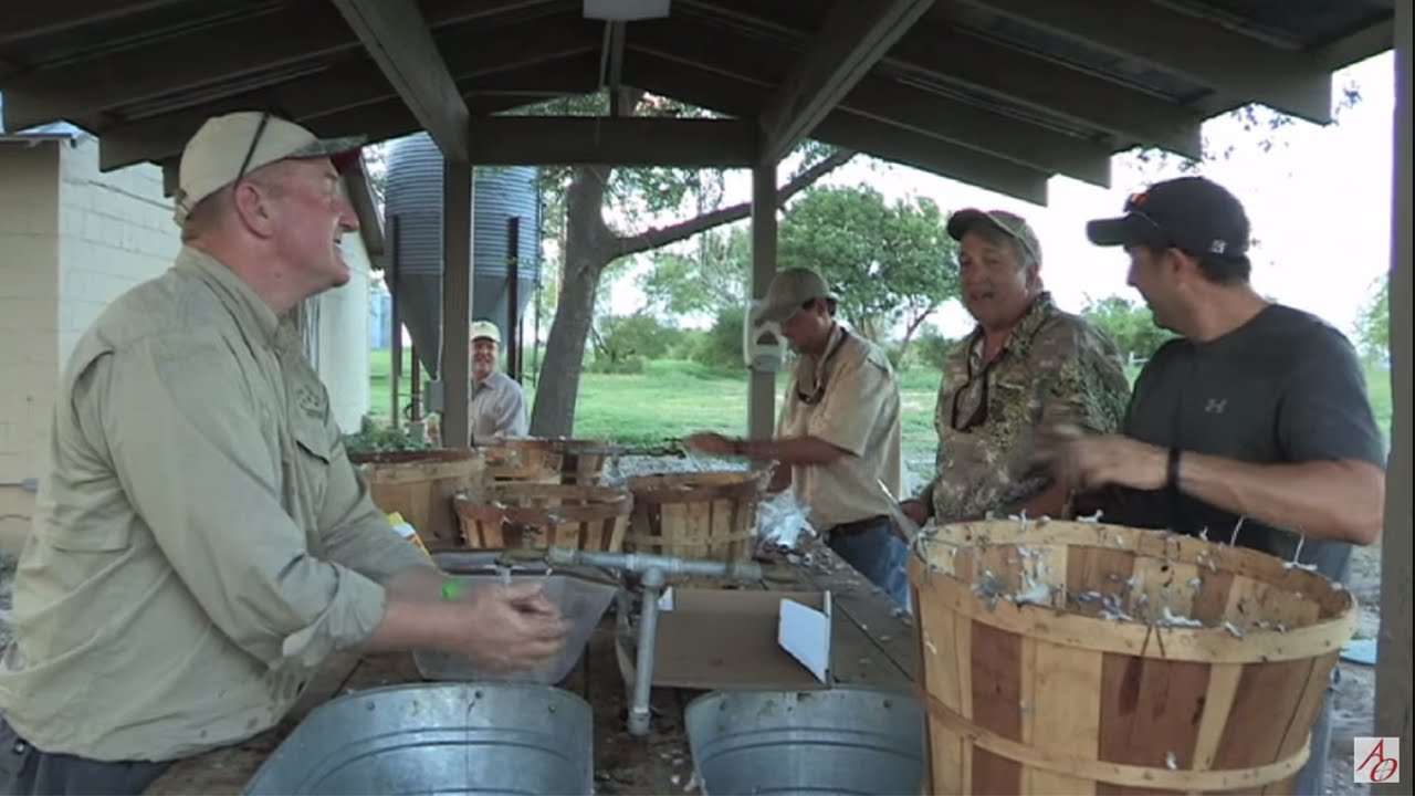 Dove Hunt at Paloma Pachanga in Texas Part 3