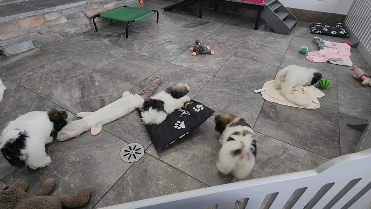 Victor, Valerie, Valentino, Veronica and Vance 11 week old Havanese puppies #oasispuppies #havanese 